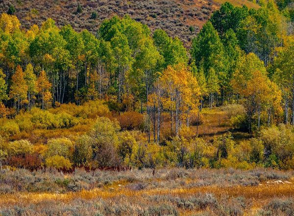 Gulin, Sylvia 아티스트의 USA-Utah-east of Logan on highway 89 fall color Aspens near Logan Pass작품입니다.